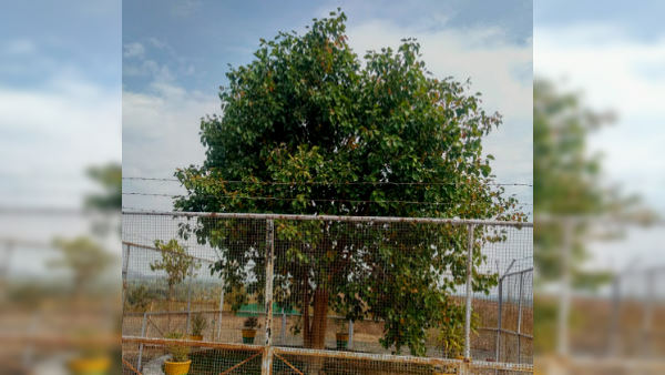 Indias first VVIP tree details on World Environment Day2021 Indias first VVIP tree details on World Environment Day2021