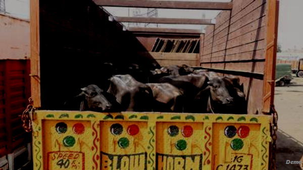10 accused held in Gujarat for crushing cow protector with tempo 10 accused held in Gujarat for crushing cow protector with tempo