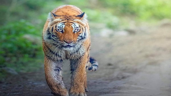 Jim Corbett Jim Corbett