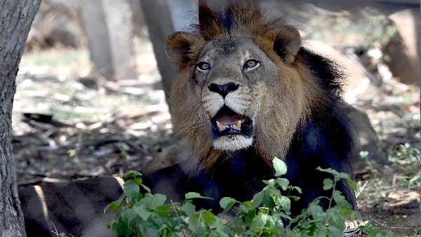 lion lion
