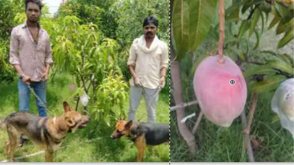 जानें कैसे इस स्पेशल आम की खेती शुरू करने का आया आइडिया