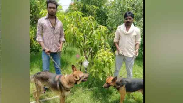 लाखों के आम को कितने में बेचेंगे इसके मालिक