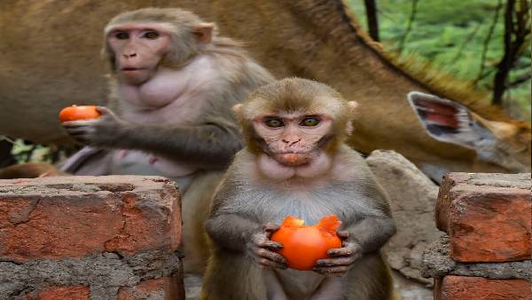 जानिए क्या है मंकीपॉक्स वायरस