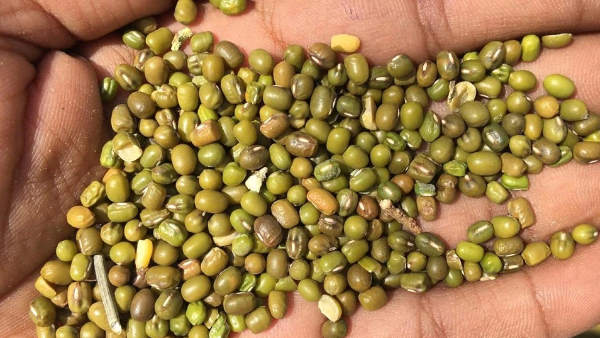 date of registration for purchase of moong in Madhya Pradesh has been extended till June 20 date of registration for purchase of moong in Madhya Pradesh has been extended till June 20