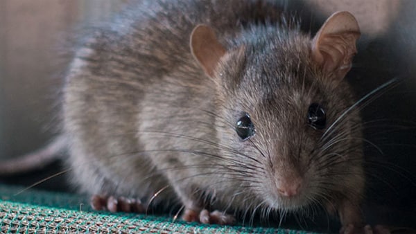 Rat Rat