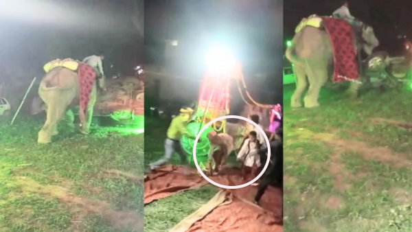 द्वारचार की रस्म के दौरान भड़का हाथी