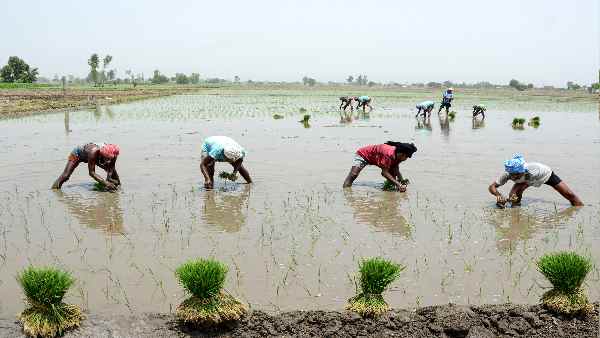 'काला नमक' चावल सेहत के लिए कितना फायदेमंद है ?