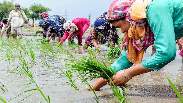 'काला नमक' चावल को मिला है जीआई टैग