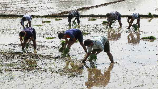 'काला नमक' चावल को 'बुद्ध का महाप्रसाद' क्यों कहते हैं ?