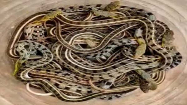 When a swarm of snakes started coming out of every corner of this house