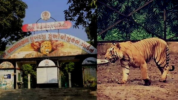 People will no longer to see tigress Shambhavi, lost life due to disease in surat gujarat People will no longer to see tigress Shambhavi, lost life due to disease in surat gujarat
