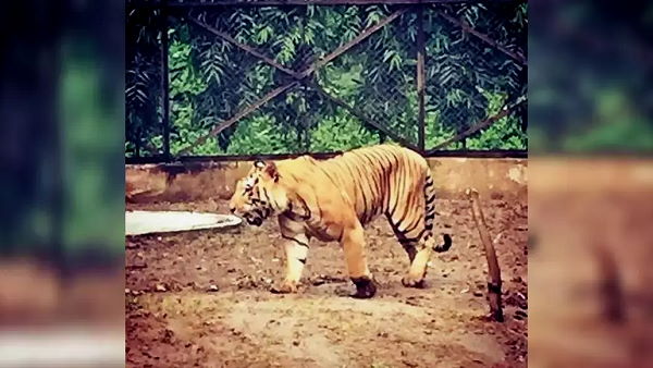 People will no longer to see tigress Shambhavi, lost life due to disease in surat gujarat People will no longer to see tigress Shambhavi, lost life due to disease in surat gujarat