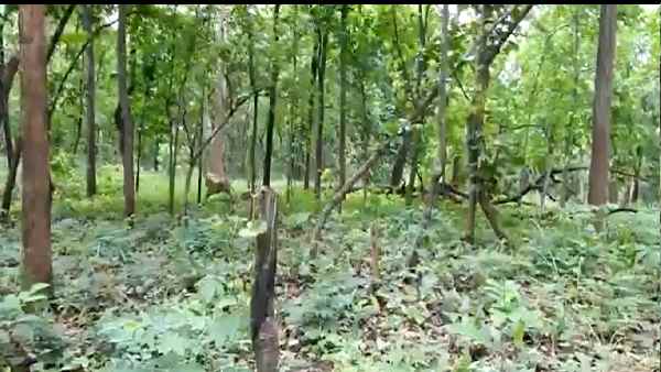 बाघ ने किसी पर हमला नहीं किया