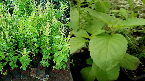 World Environment day 2021: Corona Warriors will plants 2 lakh Tulsi and Neem trees all the Community Health Centers and Primary Health Centres in Surat World Environment day 2021: Corona Warriors will plants 2 lakh Tulsi and Neem trees all the Community Health Centers and Primary Health Centres in Surat