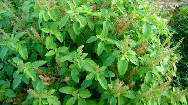 World Environment day 2021: Corona Warriors will plants 2 lakh Tulsi and Neem trees all the Community Health Centers and Primary Health Centres in Surat World Environment day 2021: Corona Warriors will plants 2 lakh Tulsi and Neem trees all the Community Health Centers and Primary Health Centres in Surat
