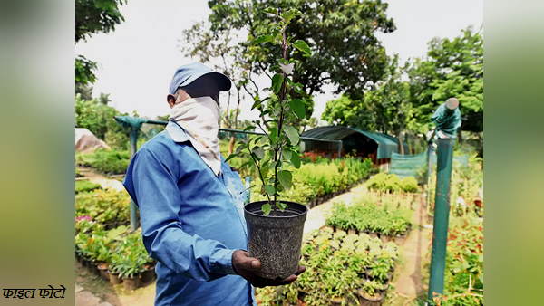 World Environment day 2021: Corona Warriors will plants 2 lakh Tulsi and Neem trees all the Community Health Centers and Primary Health Centres in Surat World Environment day 2021: Corona Warriors will plants 2 lakh Tulsi and Neem trees all the Community Health Centers and Primary Health Centres in Surat