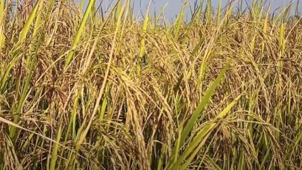 भारत का ईयू में विरोध