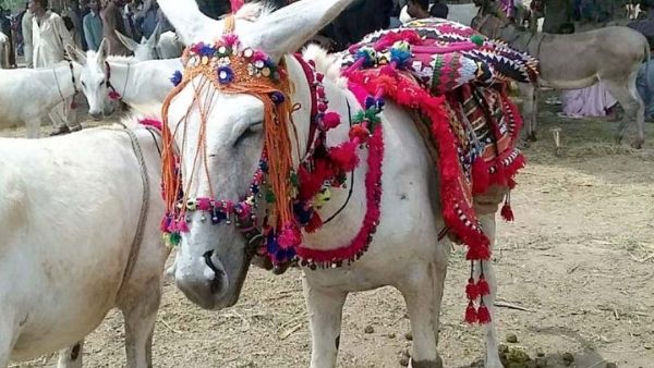 चीन भेजा जाता है गधा