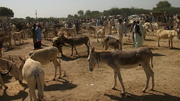 हर साल एक लाख नये गधे