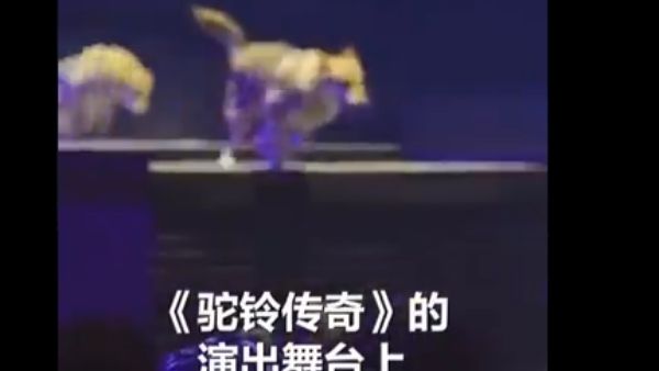 wolves stage performance in china wolves stage performance in china