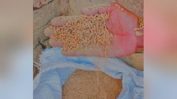 wheat containing worms distributed to people at the government depot of barwala district of punjab wheat containing worms distributed to people at the government depot of barwala district of punjab