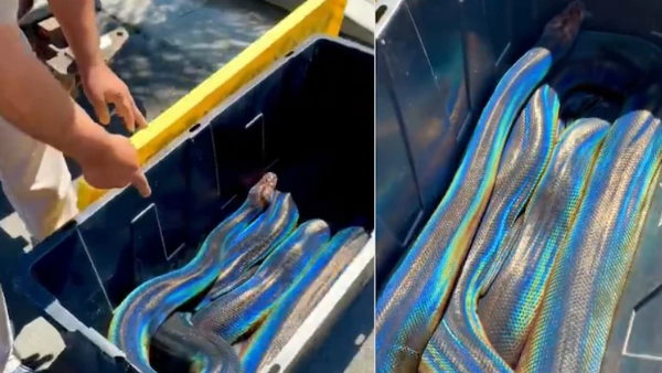 Rainbow Python incredible video goes viral USA California Rainbow Python incredible video goes viral USA California