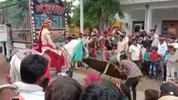 घोड़ी द्वारा दूल्हे को भगाकर ले जाने वाला वीडियो