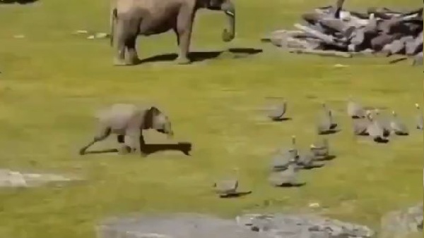 लोगों को खूब पसंद आ रहा वीडियो