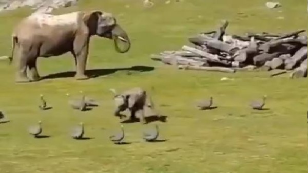 हाथी के बच्चे का प्यारा सा वीडियो