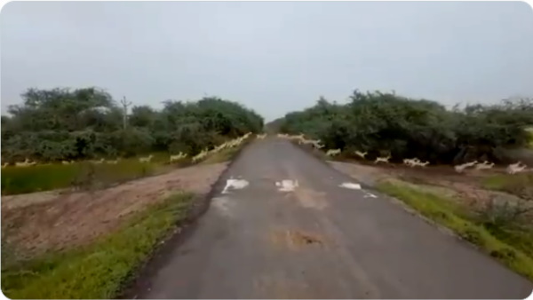 पहली बार देखे गए इतने सारे ब्लैकबक