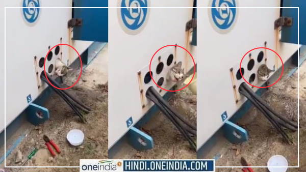 आफत में पड़ी बिल्ली की जान
