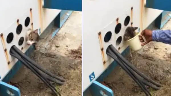 सोसायटी के लोगों ने की बिल्ली की खातिरदारी, वीडियो वायरल