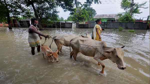 मवेशियों के परिवहन पर विधेयक में क्या है ?