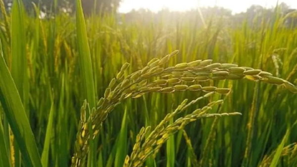 स्पेस राइस इसलिए उगा रहा है चीन