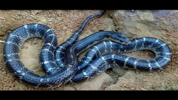सबसे जहरीले सांपों में से एक है कॉमन करैत