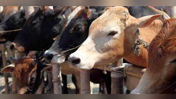 Haryana govt constitutes special task force for cow protection, gausevaks and gaurakshaks to be members Haryana govt constitutes special task force for cow protection, gausevaks and gaurakshaks to be members