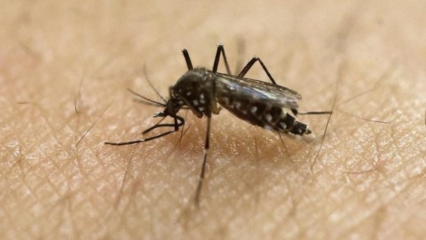 Zika virus Zika virus