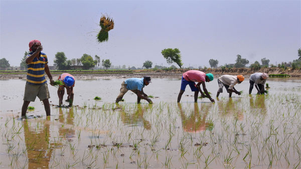 chhattisgarh governemnt will make commission for decision of price of crop chhattisgarh governemnt will make commission for decision of price of crop