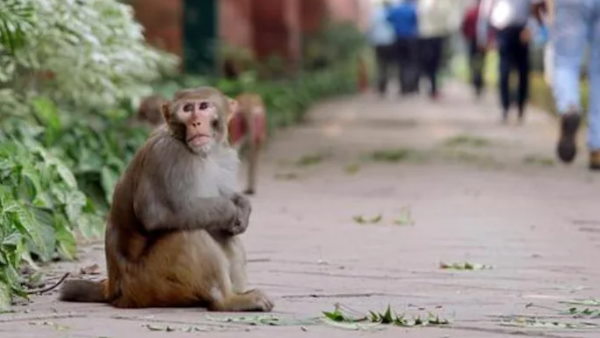 More than 35 monkeys were found killed and 20 others injured in Karnatakas Hassan district More than 35 monkeys were found killed and 20 others injured in Karnatakas Hassan district