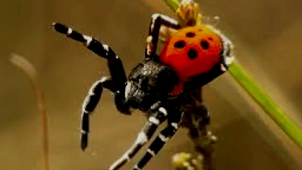 ladybird mimic spider ladybird mimic spider
