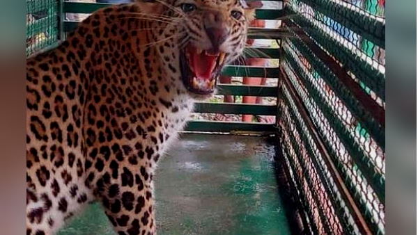Leopard Caught In Bardoli surat gujarat Leopard Caught In Bardoli surat gujarat