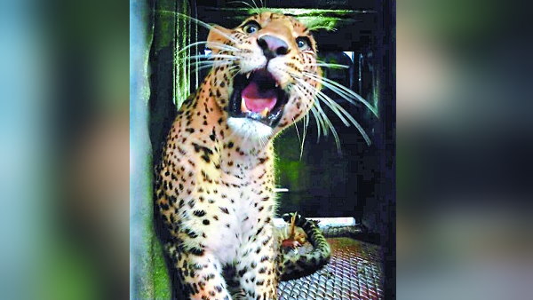Leopard Caught In Bardoli surat gujarat Leopard Caught In Bardoli surat gujarat