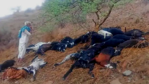 kutch Bhuj: 60 Goats lost lives due to Due To Lightning strike kutch Bhuj: 60 Goats lost lives due to Due To Lightning strike