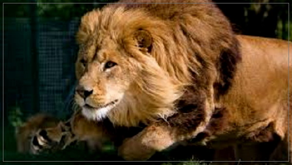 Know how many lions in gir forest, gujarat forest department survey on wildlife Know how many lions in gir forest, gujarat forest department survey on wildlife