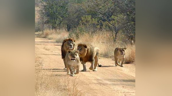 Know how many lions in gir forest, gujarat forest department survey on wildlife Know how many lions in gir forest, gujarat forest department survey on wildlife