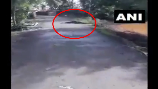 सड़कों पर घूम रहे मगरमच्छ