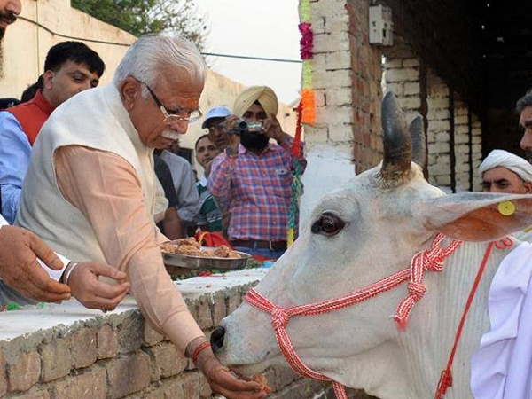Haryana govt constitutes special task force for cow protection, gausevaks and gaurakshaks to be members Haryana govt constitutes special task force for cow protection, gausevaks and gaurakshaks to be members