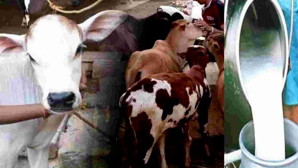 Artificial insemination technology became a boon for cattle farmers Artificial insemination technology became a boon for cattle farmers