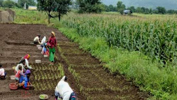 onion cultivation on 6 thousand hectares of land in talaja taluka of bhavnagar District of Gujarat onion cultivation on 6 thousand hectares of land in talaja taluka of bhavnagar District of Gujarat