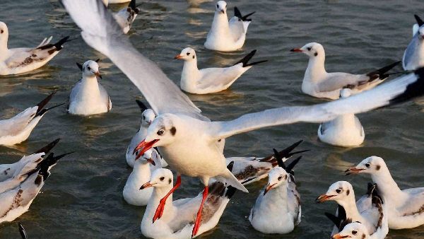 पैदल चलना हुआ मुश्किल